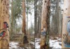 Kutsume Kehra Ülejõe terviseradadel metsanäitust vaatama!