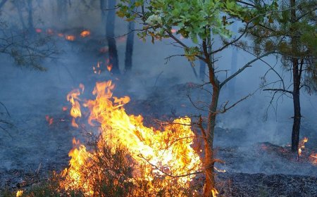 Metsapõleng Mustjõe külas Aegviidu metskonnas