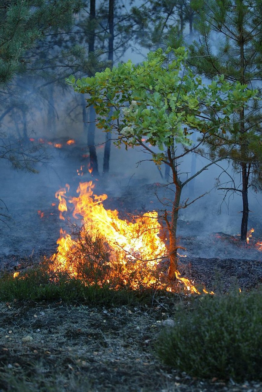 Metsapõleng Mustjõe külas Aegviidu metskonnas