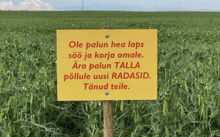 Herned põllul - maitsev maiuspala või mitte?