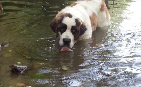 Kehra päästjad aitasid tiigist välja vana bernhardiini