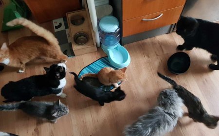 Kehra kassid MTÜ Loomade hooletusse jätmise süüdistused tõmbavad tähelepanu