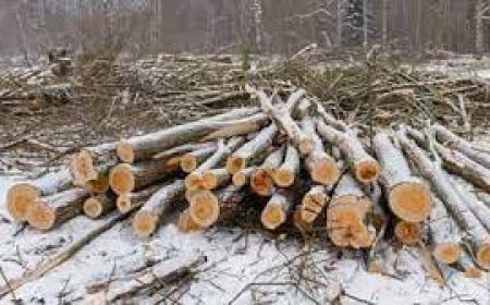 Kogukonnametsa raietööde arutelu Kehras