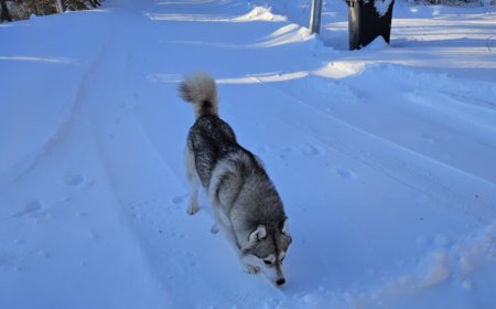 Väike koer langes Kehras hulkuva koera ohvriks oma koduõuel