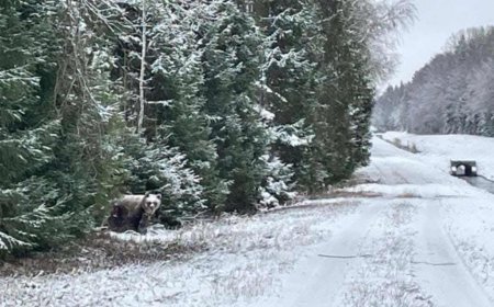 TÄHELEPANU: Kaunissaare elanikud hoiatavad piirkonnas liikuva karu eest