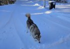 Lahtipääsenud husky tappis pere lemmiku
