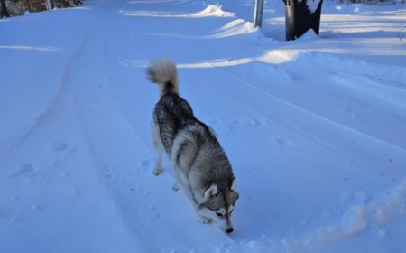 Lahtipääsenud husky tappis pere lemmiku