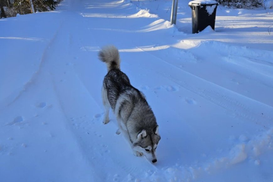 Lahtipääsenud husky tappis pere lemmiku
