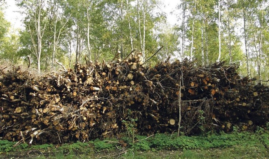 Kaunissaare külas põles suur hakkepuidu virn