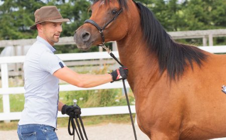 XVII ARAABIA HOBUSTE PÄEV 2025 TOOMINGA TALL