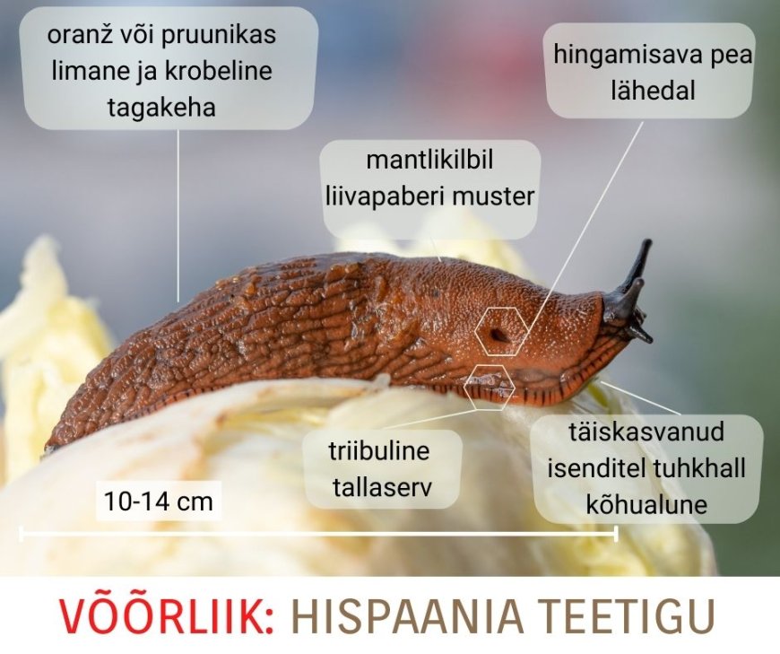 Kehra elanikud kutsuvad üles võitlusele Hispaania teetigudega