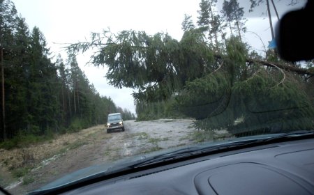 Päästjad reageerisid viiele väljakutsele Anija vallas langenud puude tõttu