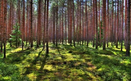 Droon leidis magava kadunu: Otsing Anija vallas lõppes õnnelikult