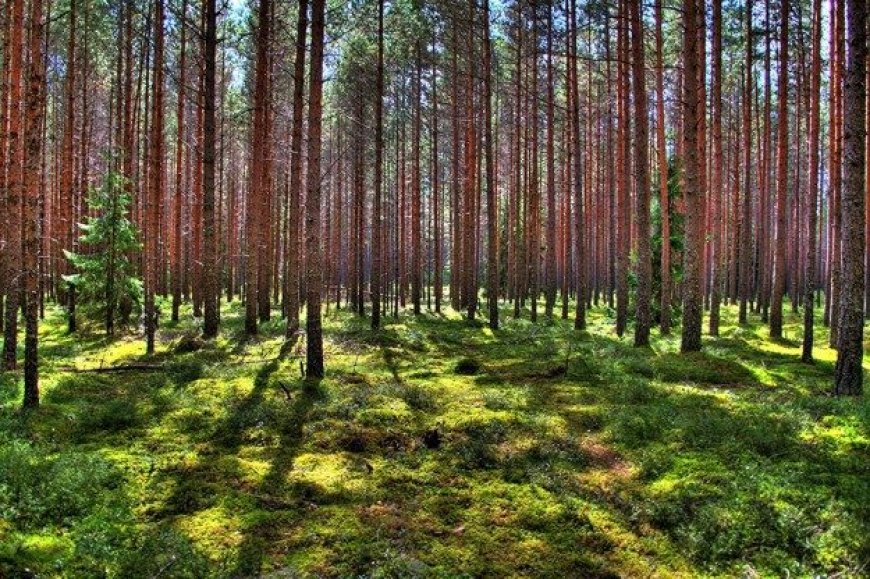 Droon leidis magava kadunu: Otsing Anija vallas lõppes õnnelikult