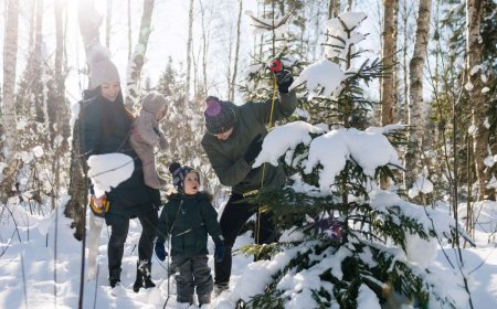 Riigimetsast võib tuua jõulupuu sealt, kus sel puudub võimalus suureks kasvada