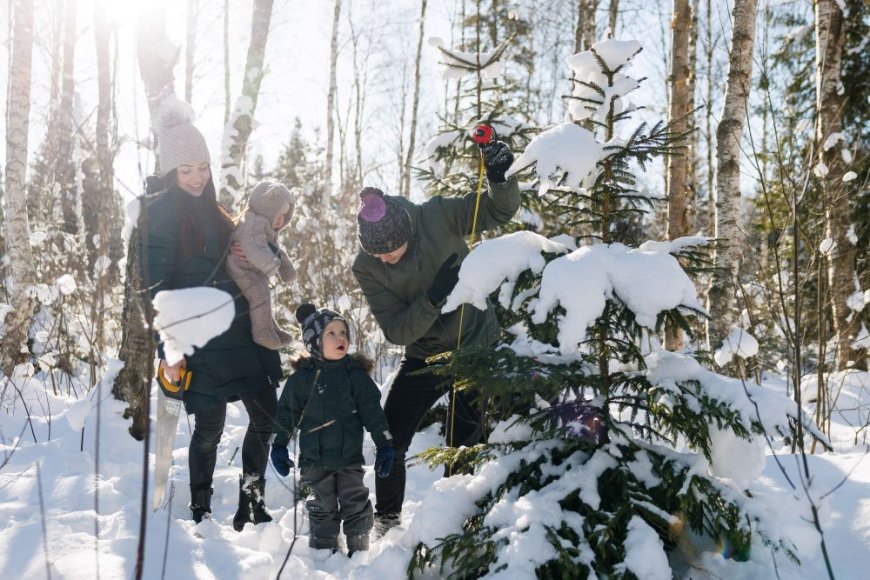 Riigimetsast võib tuua jõulupuu sealt, kus sel puudub võimalus suureks kasvada